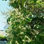 Prunus serotina 花