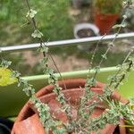 Origanum majoranaبرگ