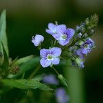 Veronica anagallis-aquatica Flower