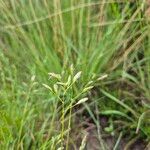Danthonia decumbens Květ