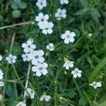 Heliosperma pusillum Blomst