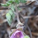 Erodium botrys Квітка