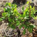 Commiphora madagascariensis Лист