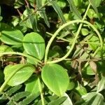 Peperomia glabella Flower