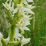 Platanthera bifolia फूल