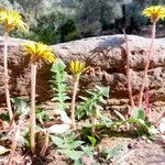 Taraxacum gracilens Vekstform