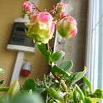 Kalanchoe miniata फूल