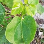 Jatropha gaumeri Leaf