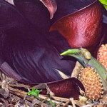 Symplocarpus renifolius Flor