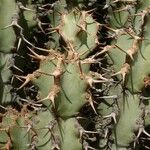 Euphorbia caerulescens Leaf