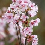 Prunus nipponica 花