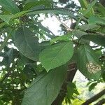 Ficus hispida Листок