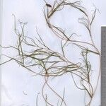 Stuckenia pectinata Alkat (teljes növény)