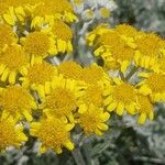 Jacobaea maritima Flor