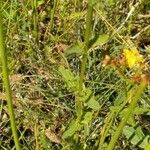 Hypericum undulatum Lapas