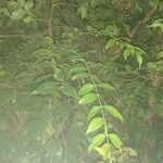 Plinia cauliflora 葉