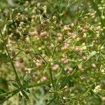 Galium mollugo (Frucht)