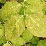 Euonymus latifolius Leaf