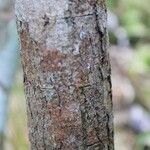 Erythroxylum laurifolium Bark