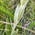 Lychnis flos-jovis Leaf