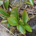 Potamogeton polygonifolius Folha