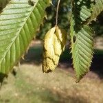 Carpinus japonica ഫലം