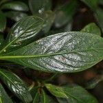 Chassalia gaertneroides Hoja