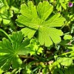 Geranium pyrenaicum Blad