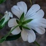 Cerastium alpinum Flower