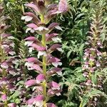 Acanthus spinosusFlor