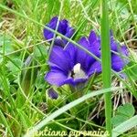 Gentiana pyrenaica Λουλούδι