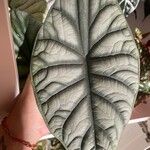 Alocasia baginda Лист