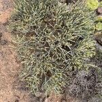 Euphorbia aphylla Hábito
