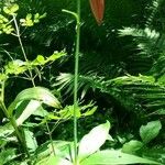 Lilium canadense Цвят