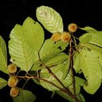 Sloanea faginea Fruit