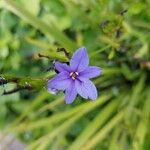 Aristea ecklonii Flower