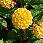 Lantana camara花