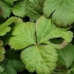 Waldsteinia ternata Yaprak