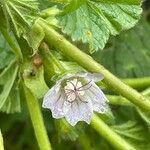 Malva neglecta Flor