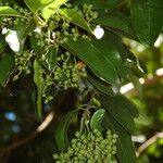Pimenta dioica Fruit