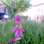 Gladiolus italicus Õis