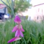 Gladiolus italicusBlomst