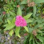 Spiraea japonicaFlower