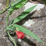 Lathyrus cicera Foglia