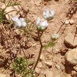 Caucalis platycarpos Virág