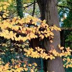 Nothofagus obliqua Corteza
