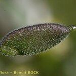 Draba nemorosa Fruto