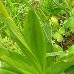 Orchis militaris Leaf