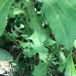Lactuca canadensis Лист