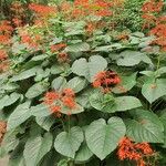 Clerodendrum speciosissimum Feuille